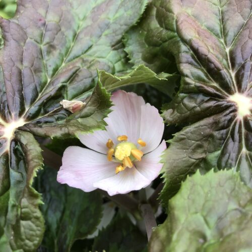 MANDRAKE, HIMALAYAN