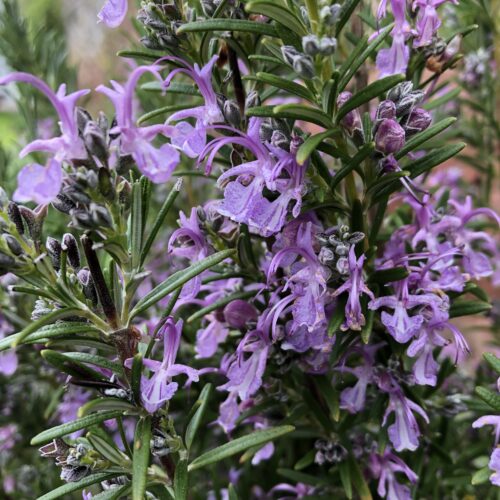 ROSEMARY, PINK