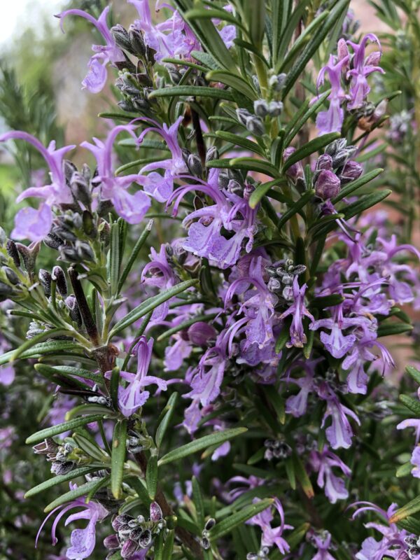 IMG_6153 ROSEMARY, PINK