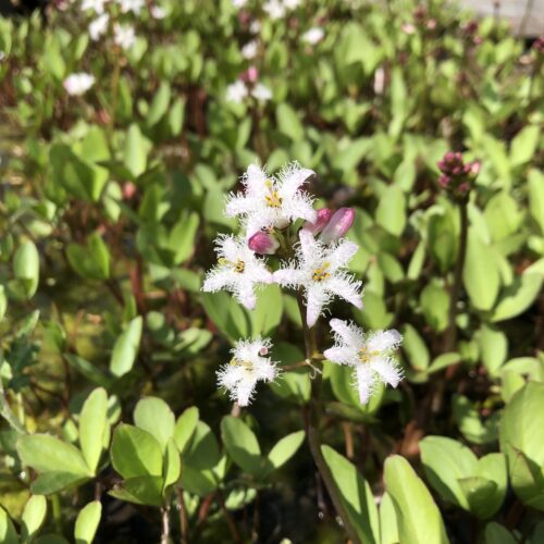BOGBEAN