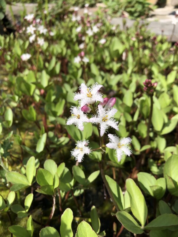 BOGBEAN