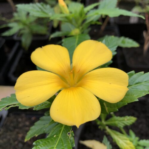 DAMIANA, JAMAICAN / RAM GOAT DASH