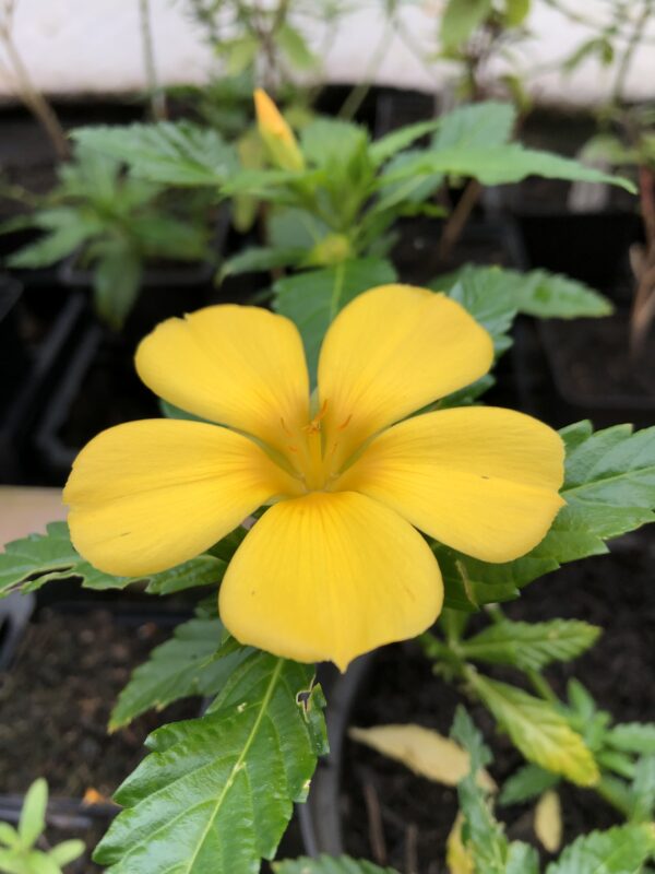 DAMIANA, JAMAICAN / RAM GOAT DASH