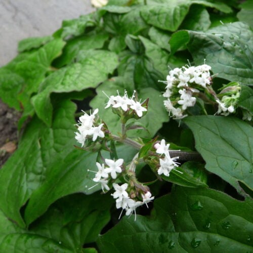 Val jat flos VALERIAN, HIMALAYAN