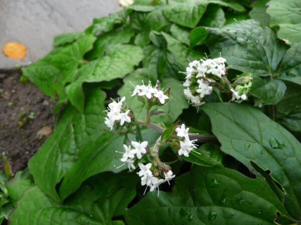 Val jat flos VALERIAN, HIMALAYAN
