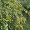 BARBERRY