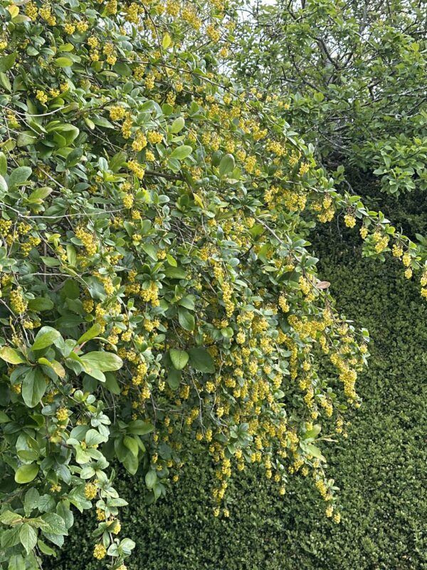 BARBERRY