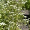 CHERVIL