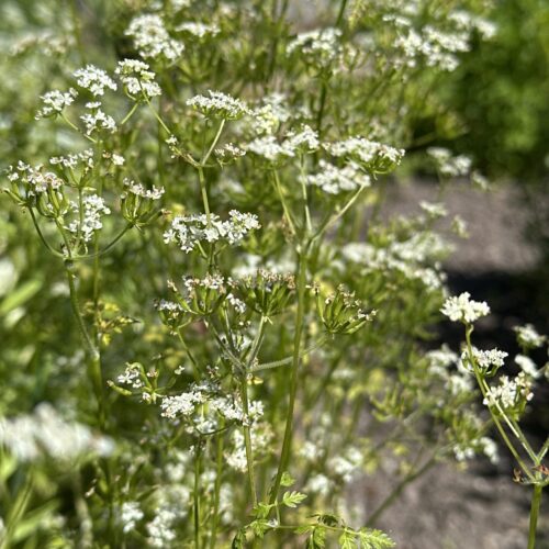 CHERVIL