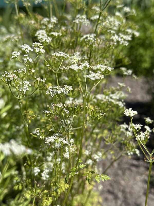 CHERVIL