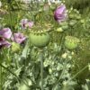 POPPY, OPIUM