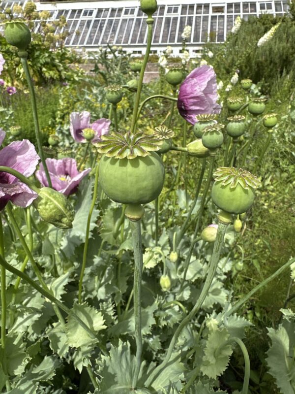 POPPY, OPIUM