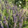 aedb1919-aad8-4d4a-be42-88df40dbcc7f-20882-0000099c901ebfa7_file HYSSOP, DWARF