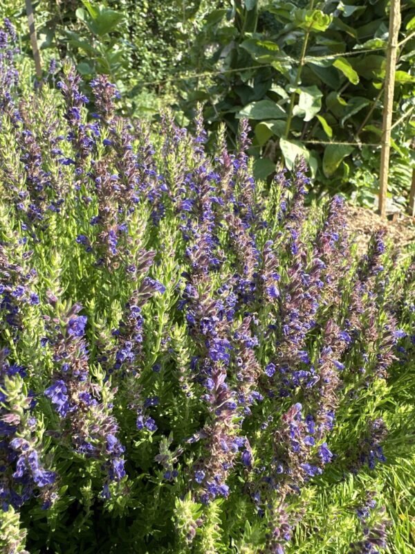 aedb1919-aad8-4d4a-be42-88df40dbcc7f-20882-0000099c901ebfa7_file HYSSOP, DWARF