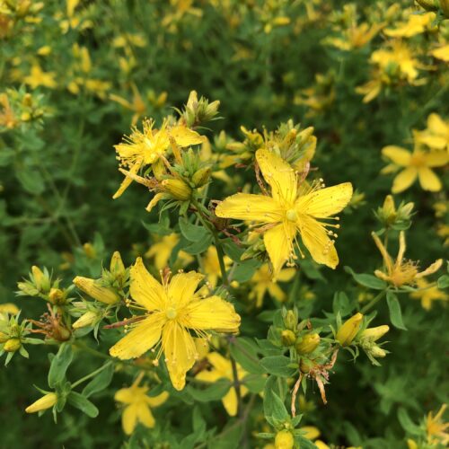 SAINT JOHN'S WORT