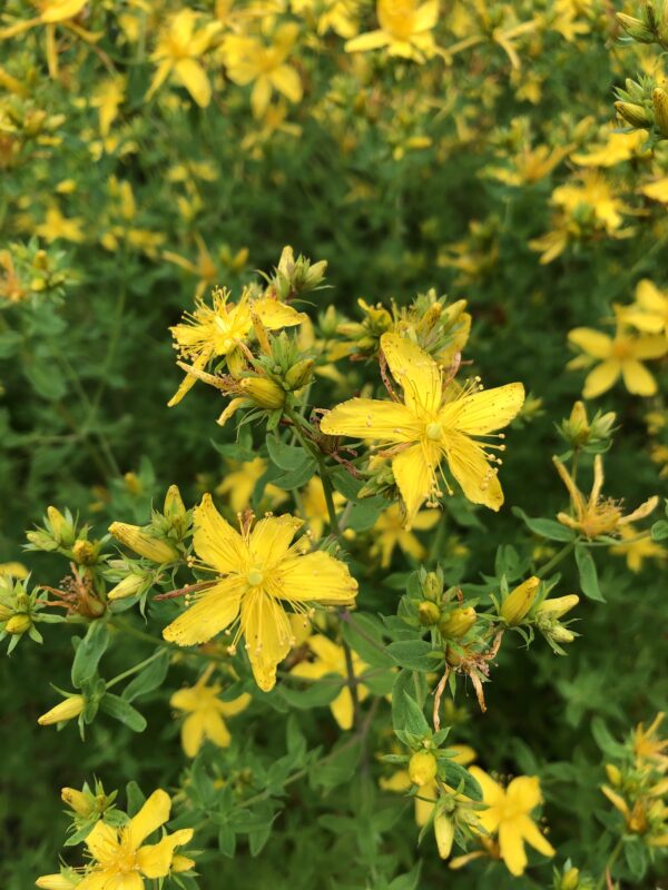 c2677f23-f349-4d6d-aeec-35f445eb3a49-21239-00000f82e99ef0a2_file SAINT JOHN'S WORT
