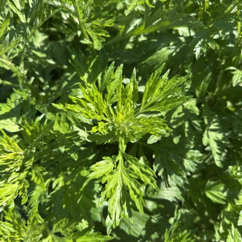 MUGWORT