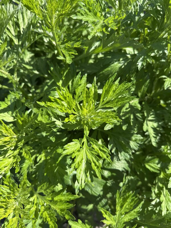 c72385d4-67dd-4697-a21c-e8f1d94fbf18-513-0000016e306e4935_file MUGWORT