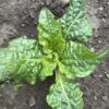 MANDRAKE, EUROPEAN