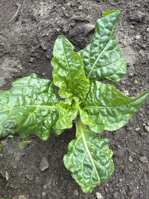 MANDRAKE, EUROPEAN