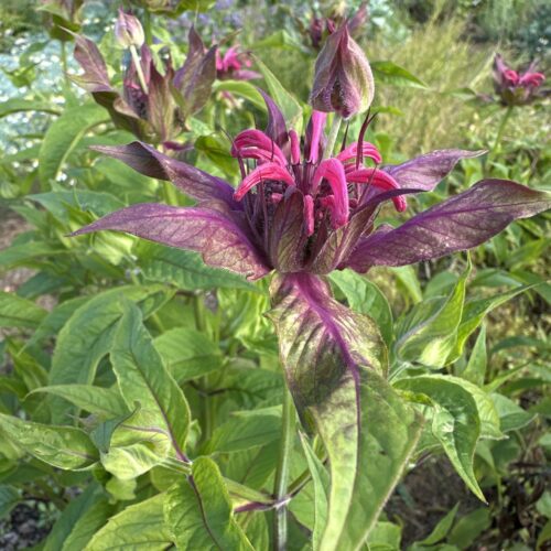 BERGAMOT, POYNTZFIELD PINK