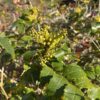 MOUNTAIN/OREGON GRAPE