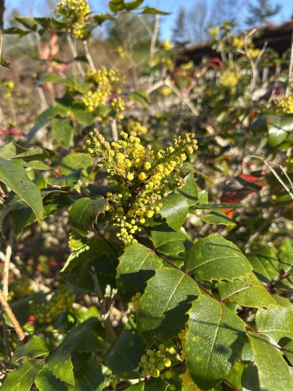 d05ce9e1-2360-4e05-b2fa-0ea02e337354-709-0000034b8eaeb24c_file MOUNTAIN/OREGON GRAPE