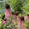 ECHINACEA PALLIDA