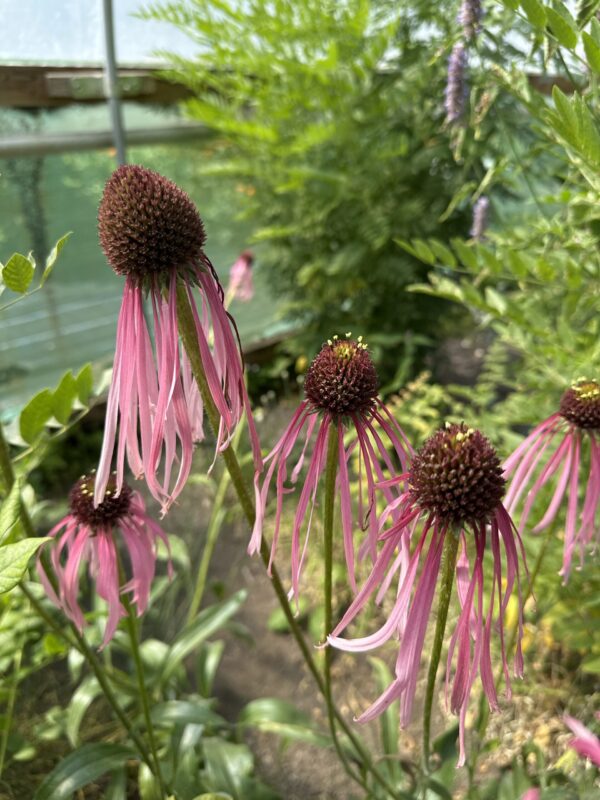 d600efae-9ef4-474a-a899-fa08e59dd26b-27877-00000cfde011cdaf_file ECHINACEA PALLIDA