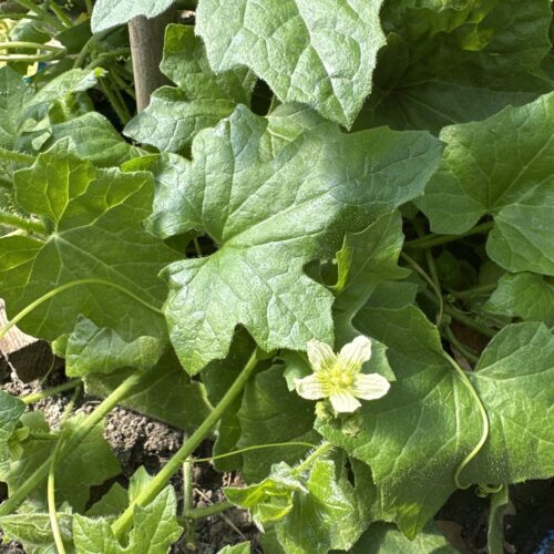 MANDRAKE, ENGLISH