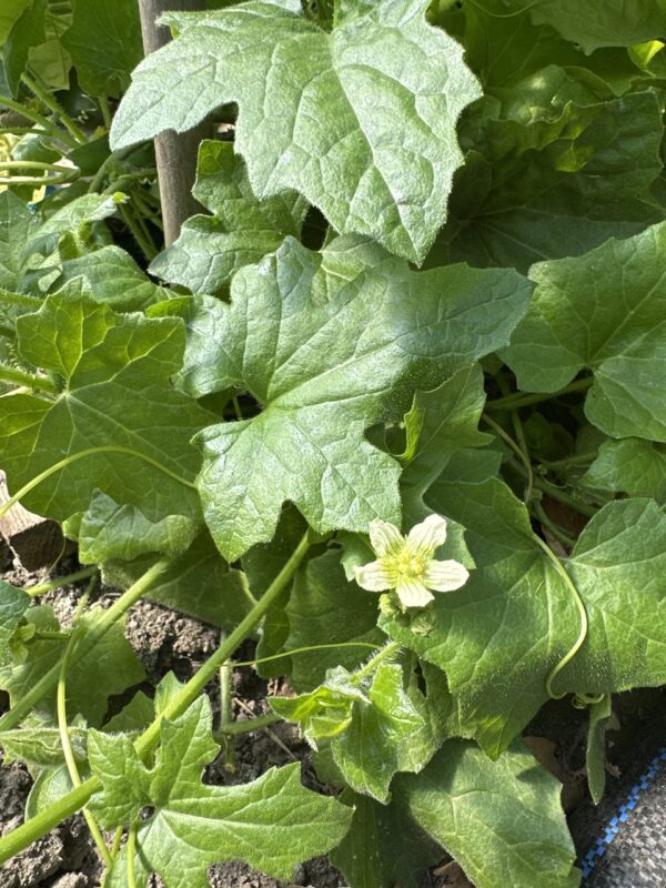 MANDRAKE, ENGLISH