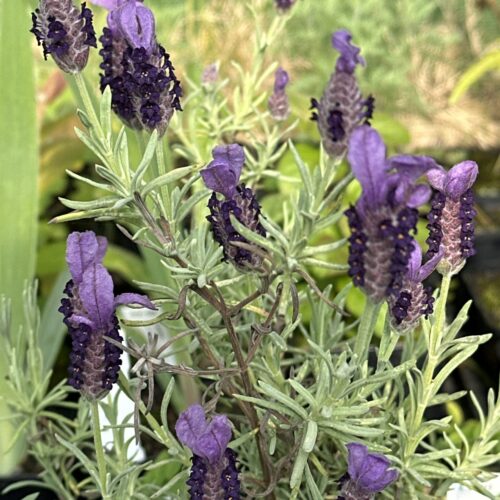 LAVENDER, FRENCH