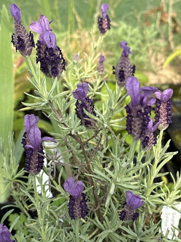 LAVENDER, FRENCH