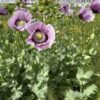 POPPY, OPIUM
