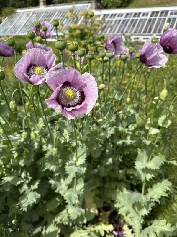 POPPY, OPIUM