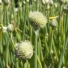 ONION, WELSH