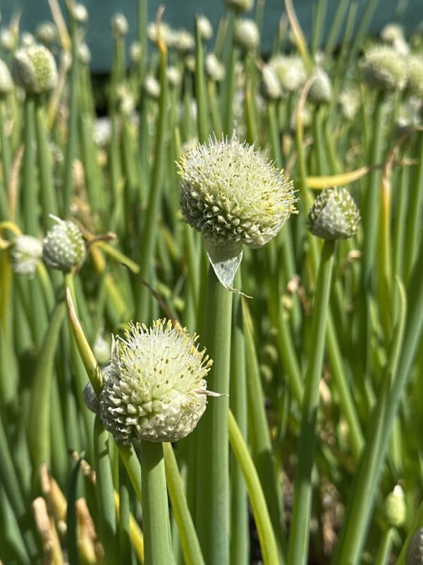 ea2ae067-b474-4732-8b4f-012ef0e5cf5f-513-0000016f3619fd9c_file ONION, WELSH