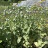 POPPY, OPIUM