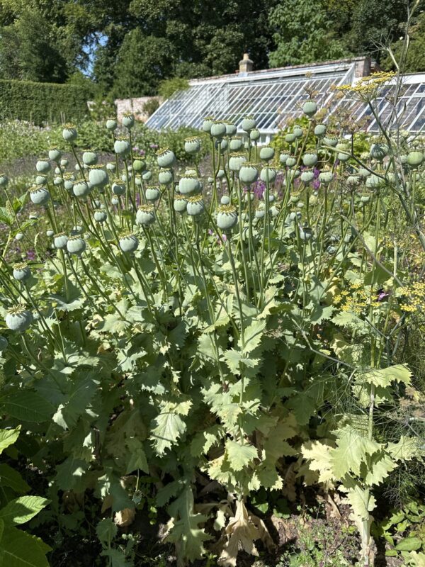 POPPY, OPIUM