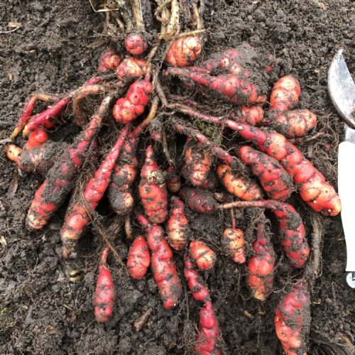 OCA