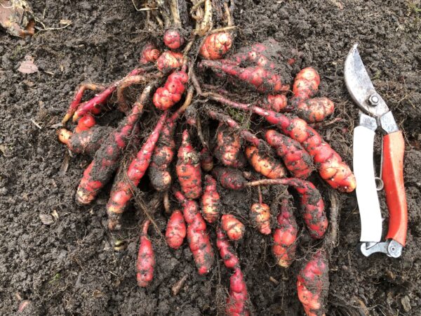 img_6763 OCA