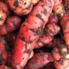 OCA