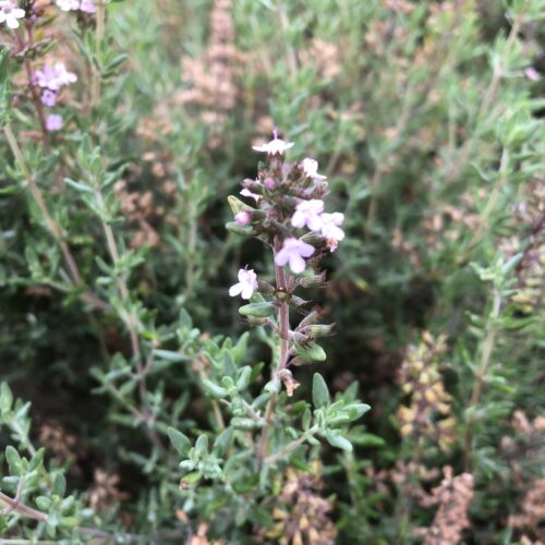 THYME, FRAGRANT/ORANGE