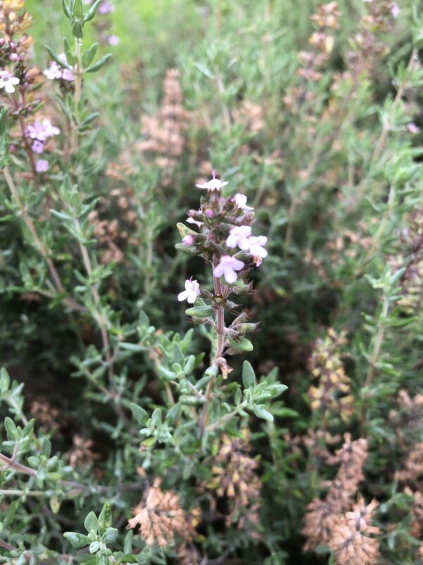 IMG_5291 THYME, FRAGRANT/ORANGE