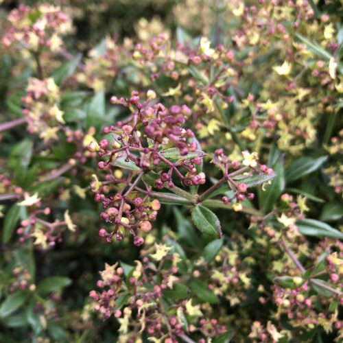 MADDER, WILD