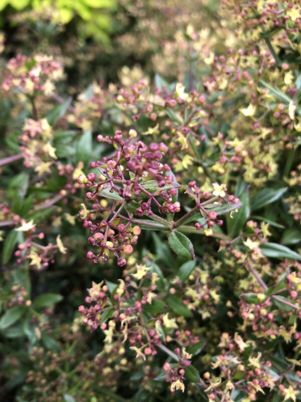 MADDER, WILD