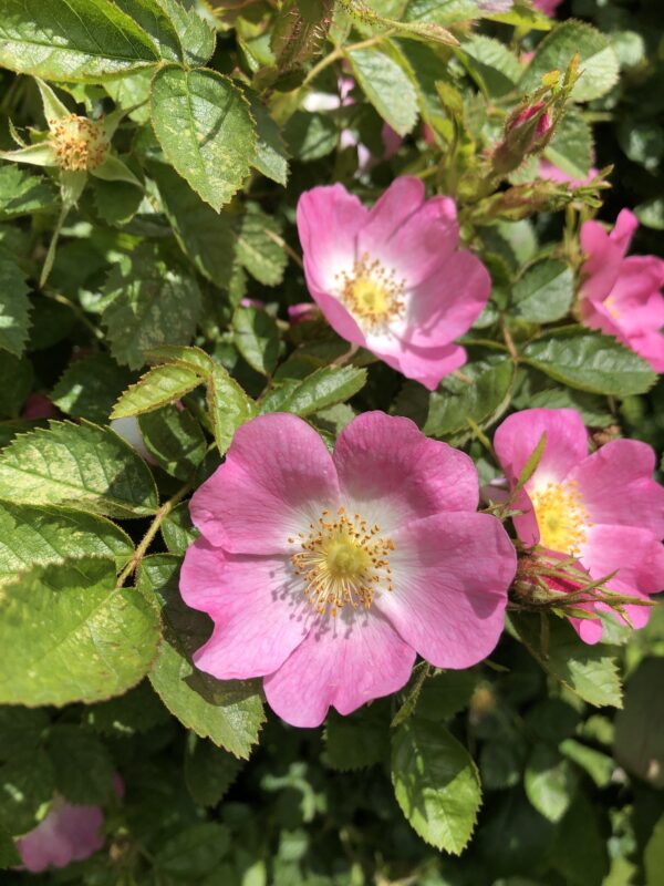 0ba102c9-31fd-4220-82f2-d9231440df97-23285-00001205b6dfb40a_file SWEET BRIAR