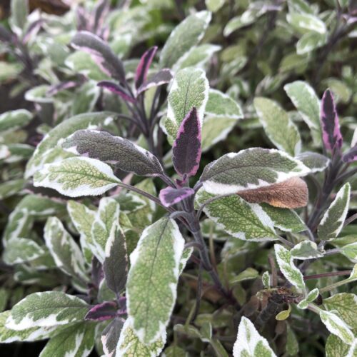 SAGE, TRICOLOUR