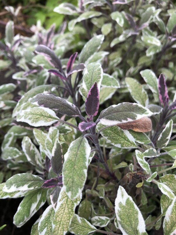 SAGE, TRICOLOUR