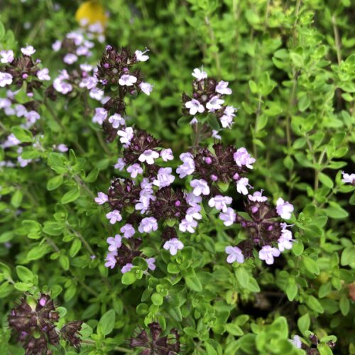 THYME, LEMON